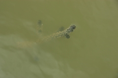 Hydrilla verticillata